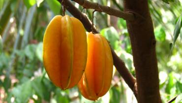 CARAMBOLA / CARAMBOLA / CARAMBOLIER