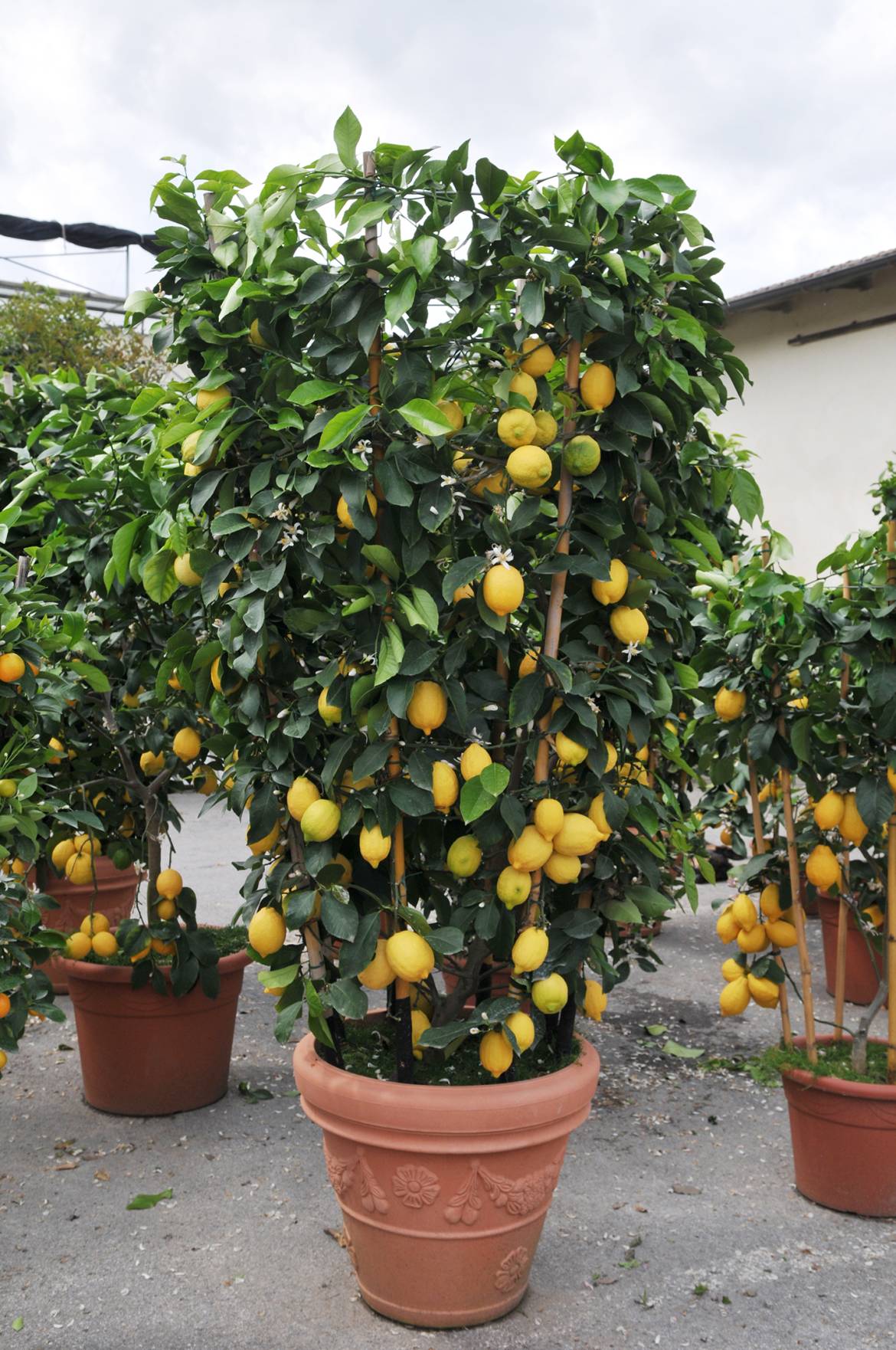 CITRUS-LEMON-CERCHIO-1.jpg