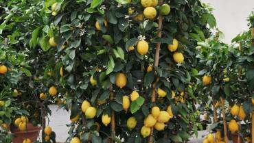 AGRUMI / CITRUS FRUITS / AGRUMES