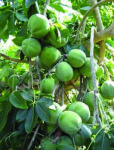 zapote-sapote-sapote