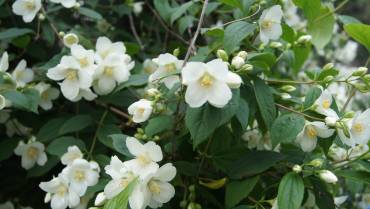 PHILADELPHUS