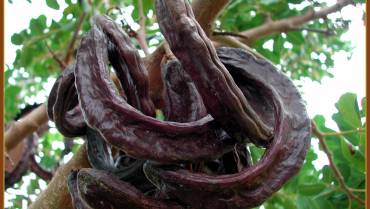 CARRUBO / CAROB TREE / CAROUBIER