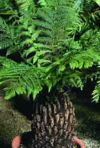 cyathea