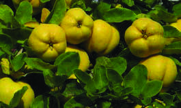 COTOGNO / QUINCE TREE / COGNASSIER