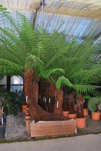 dicksonia