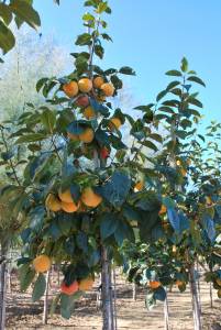 kaki-persimmon-tree-kaki