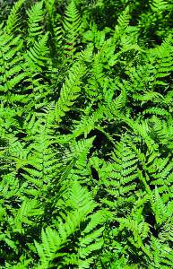 dryopteris