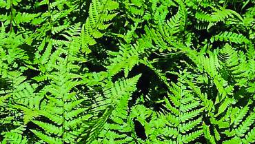 DRYOPTERIS