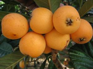 nespolo-del-giappone-loquat-neflier-du-japon