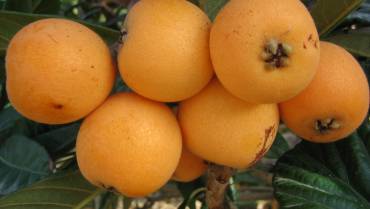 NESPOLO DEL GIAPPONE / LOQUAT / NÉFLIER DU JAPON