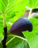 FICO / FIG TREE / FIGUIER