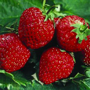 fragola-strawberry-fraise