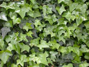 hedera