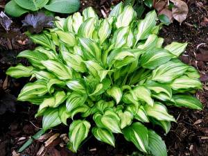 hosta