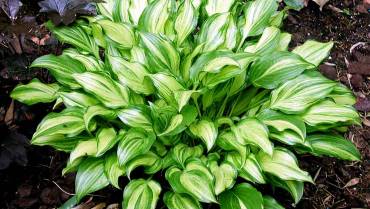 HOSTA