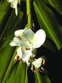 HEDYCHIUM