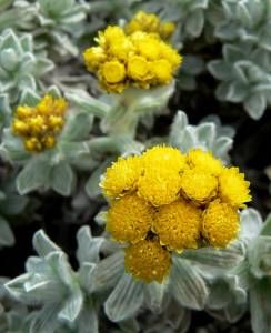 helichrysum