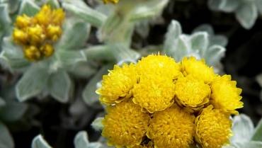 HELICHRYSUM