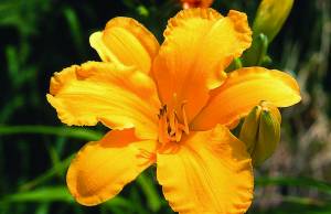 hemerocallis