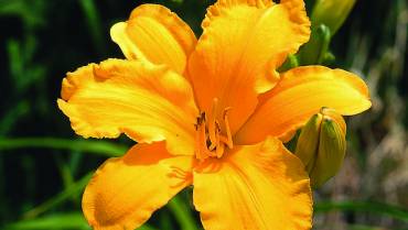 HEMEROCALLIS