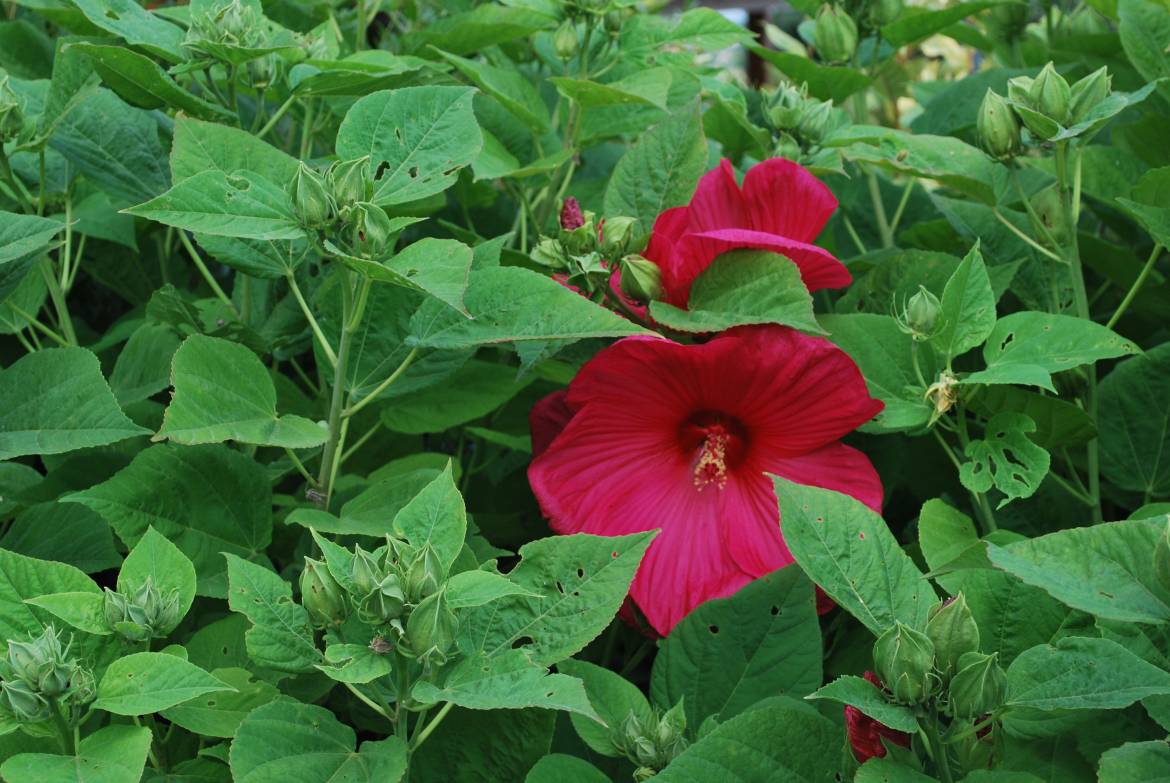 Hibiscus-Moscheotus-New-Blood-Red.jpg