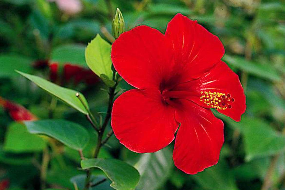 Hibiscus-rosa-sinensis-Catavki.jpg