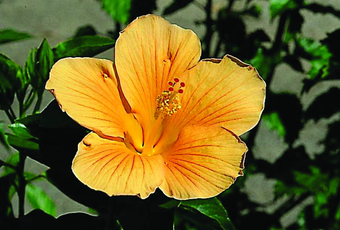 Hibiscus-rosa-sinensis-Vasco.jpg