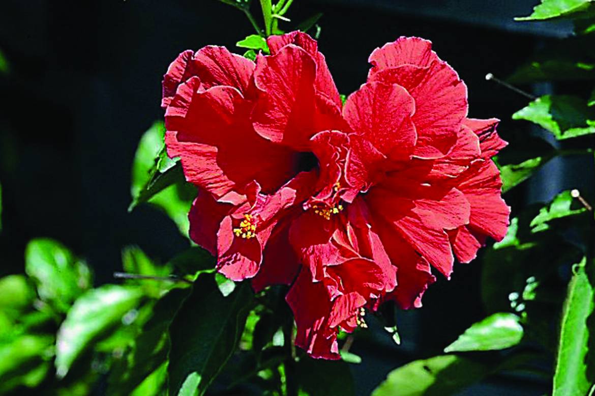 Hibiscus-syriacus-Double-Red.jpg