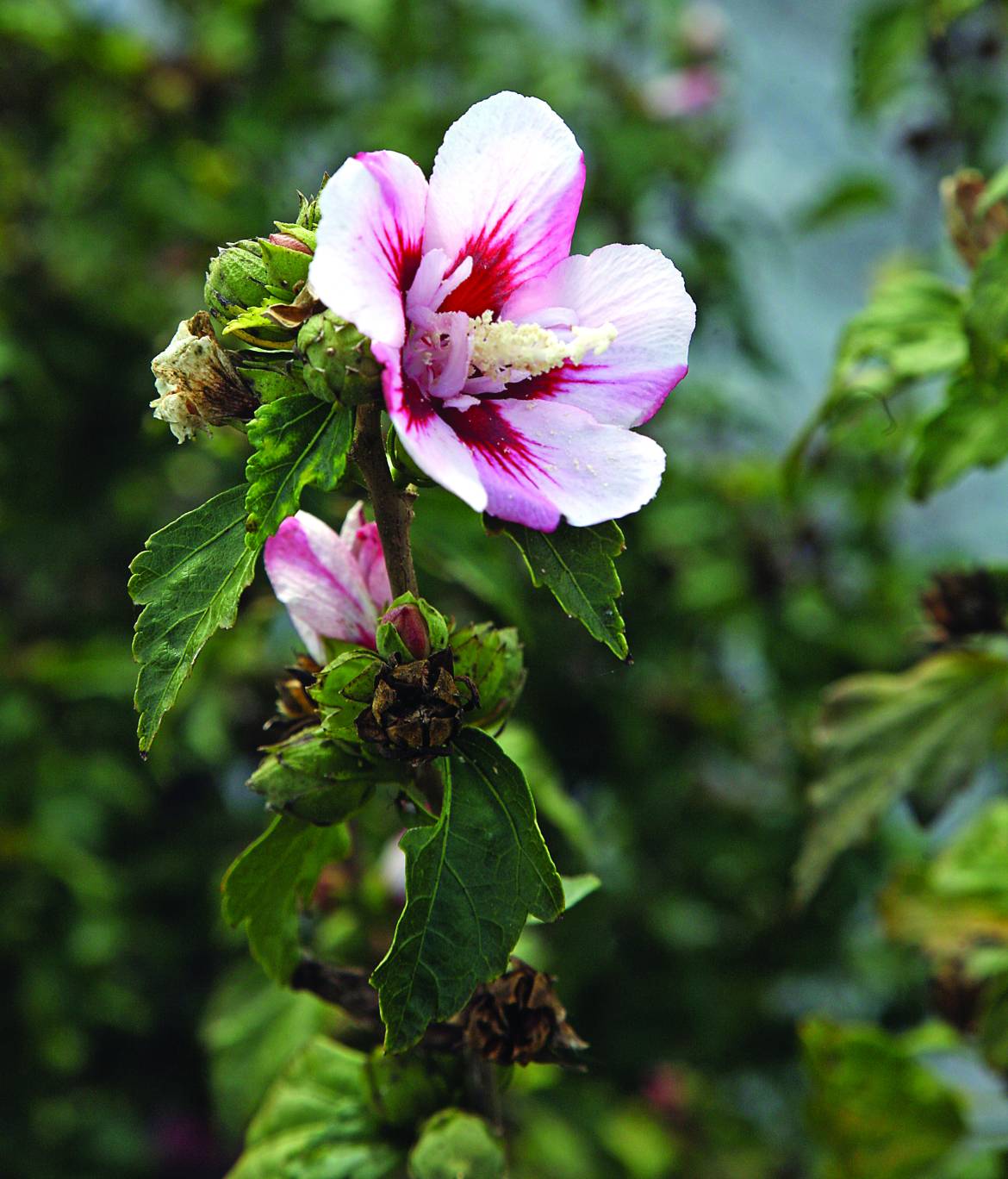 Hibiscus-syriacus-Hamabo-002.jpg
