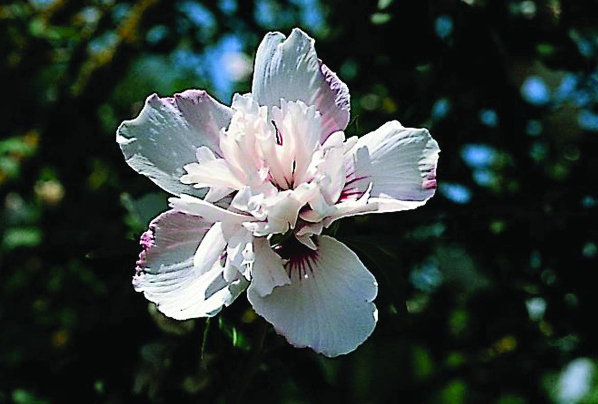 Hibiscus-syriacus-Rosea-Plena.jpg