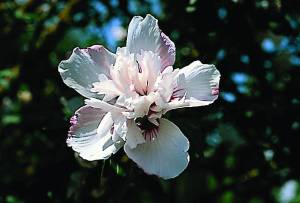 hibiscus