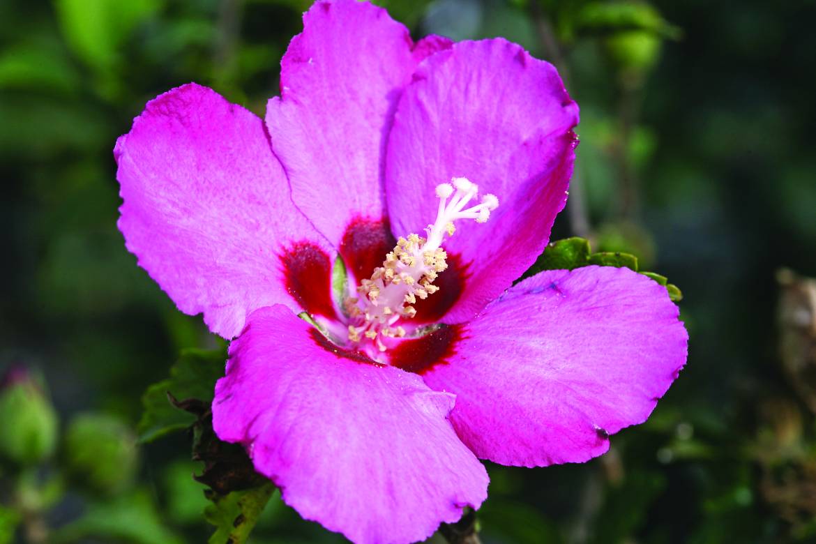 Hibiscus-syriacus-Woodbridge002.jpg