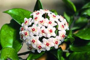 hoya