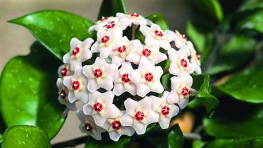 HOYA