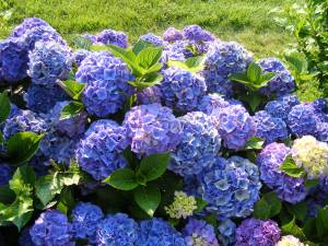 hydrangea