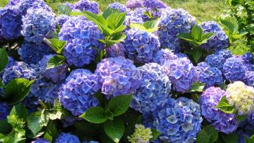 HYDRANGEA – Parte 2