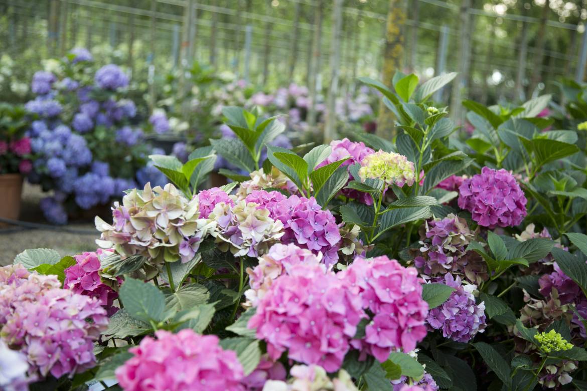 Hydrangea-macrophylla-1J2A0077.jpg