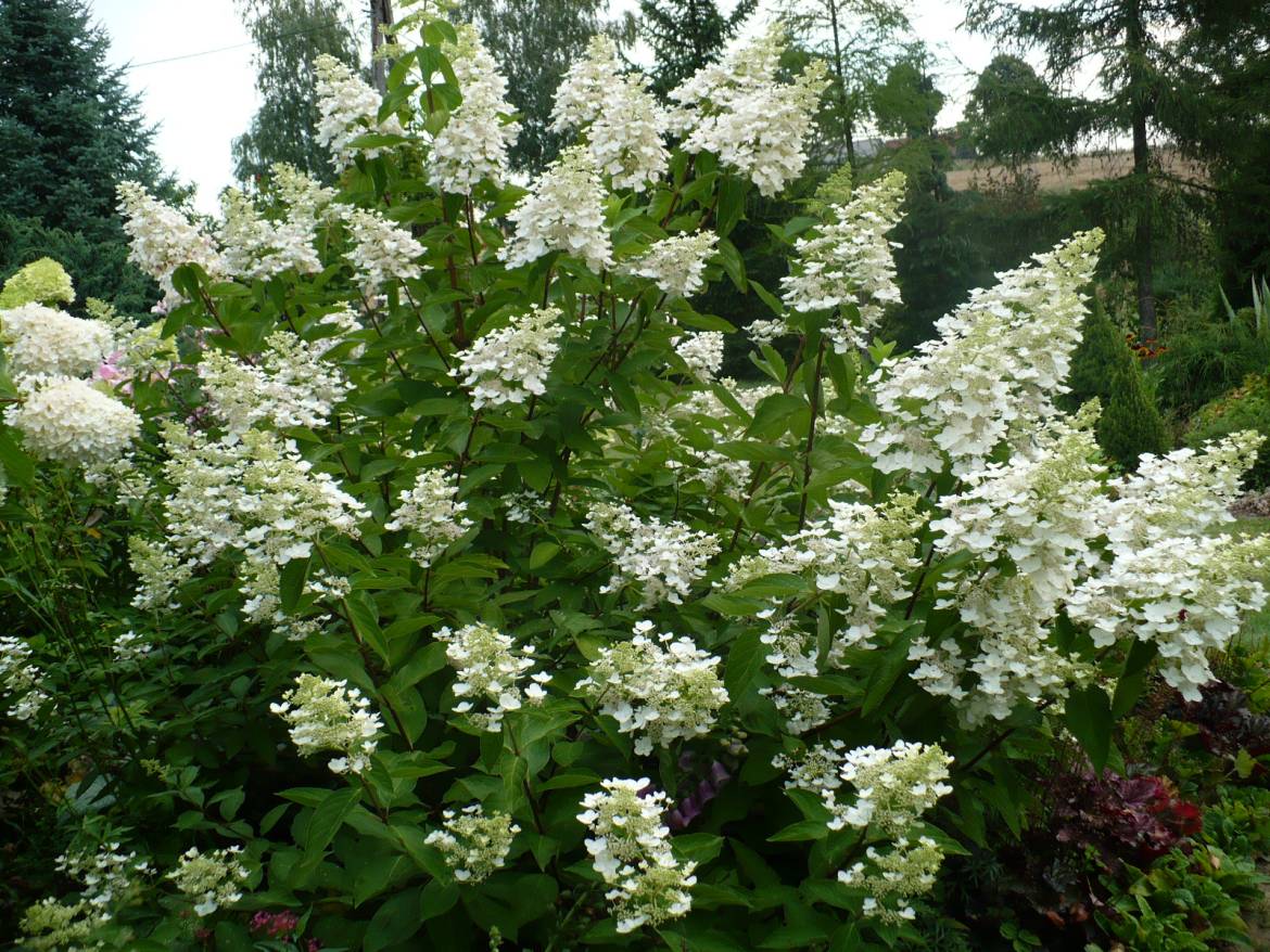 Hydrangea_paniculata_Unique.jpg