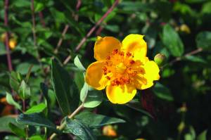 hypericum