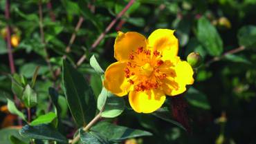 HYPERICUM