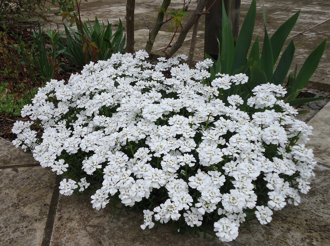 Semi fiori Iberis