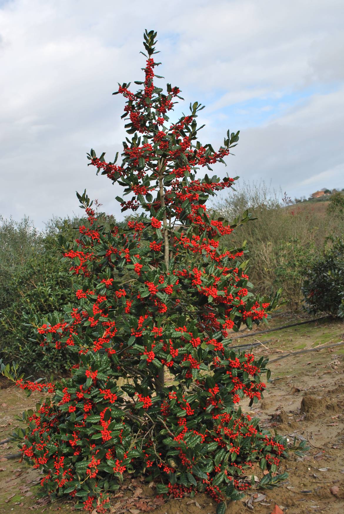 Ilex-Nellie-R.-Stevens-3.jpg