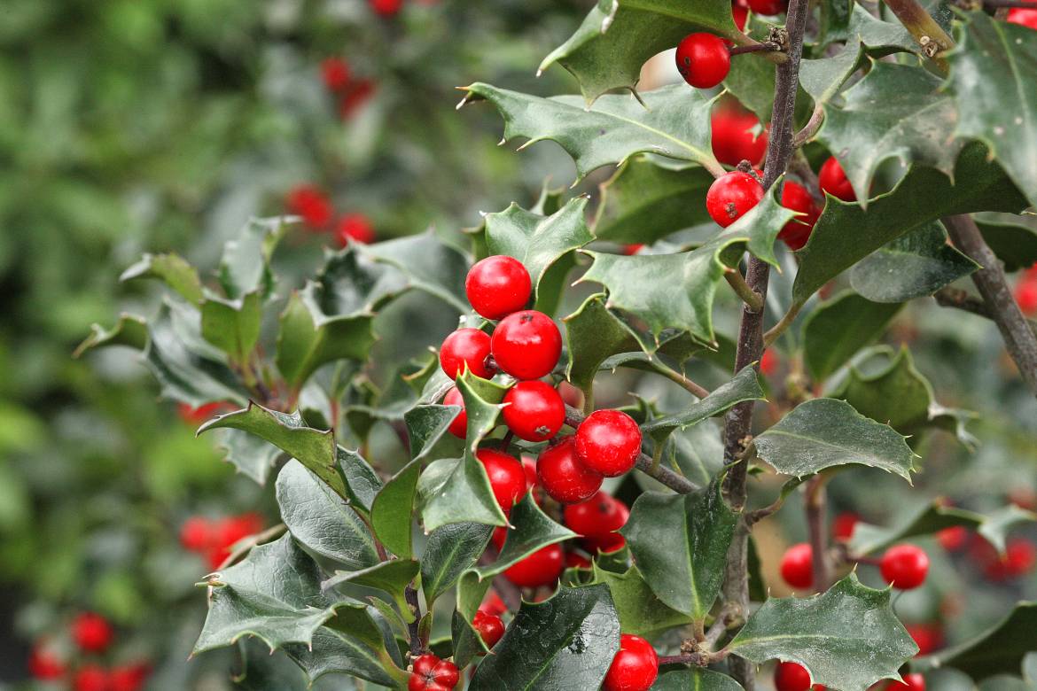 Ilex-x-meservae-Blue-Prince_001.jpg