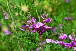 indigofera