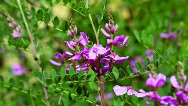 INDIGOFERA