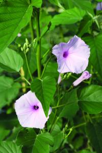 ipomoea