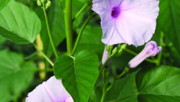 IPOMOEA