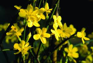 jasminum