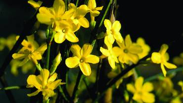 JASMINUM