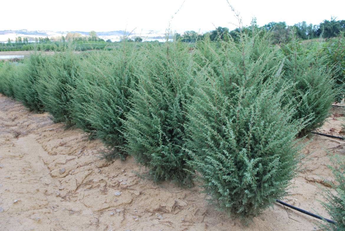 Juniperus-communis-hibernica.jpg